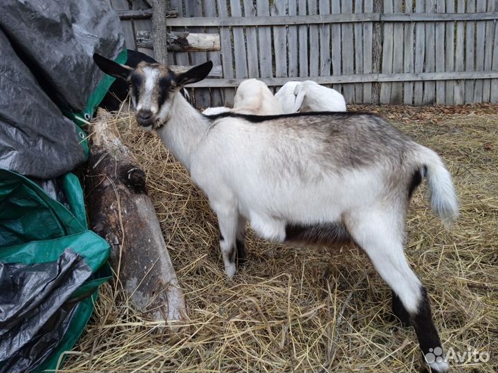 Козочка альпийская