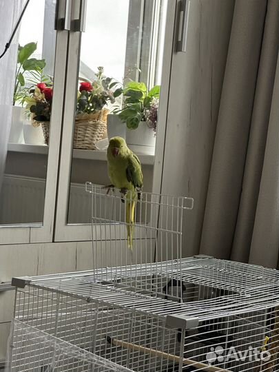 Ожереловый попугай