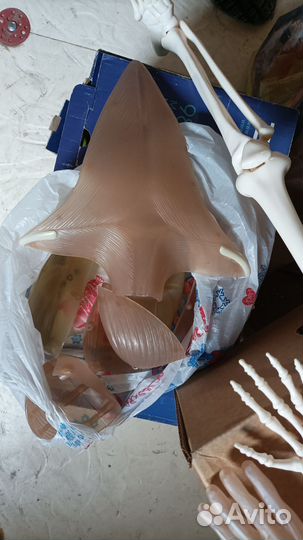 Скелет Ерик и журналы Человеческое тело