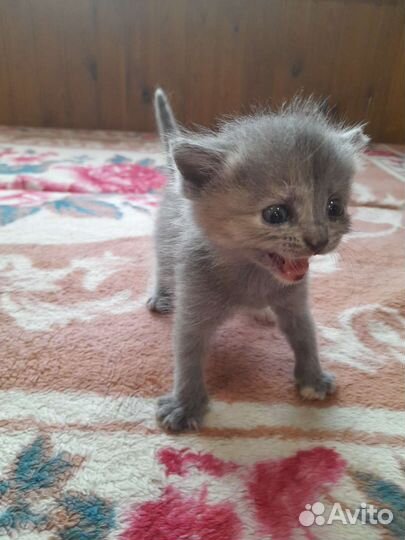 Котята