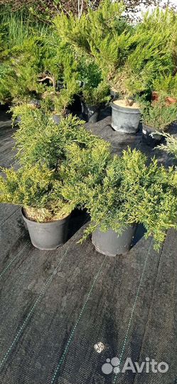 Можжевельник