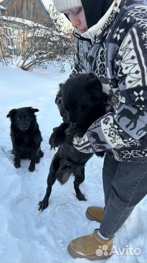 Взрослые щенки в добрые руки