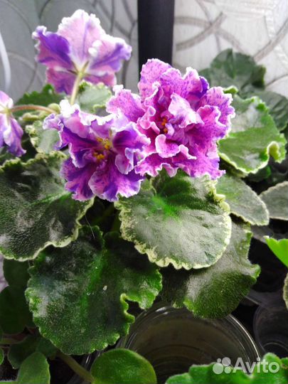 Фиалка детки