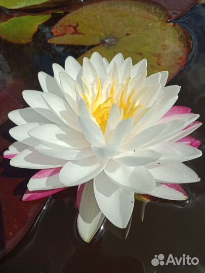 Лилии в пруд (нимфеи, кувшинки)