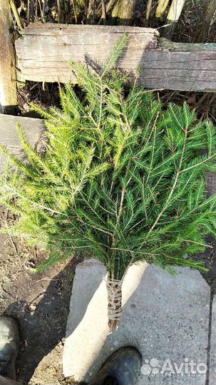 Банные веники