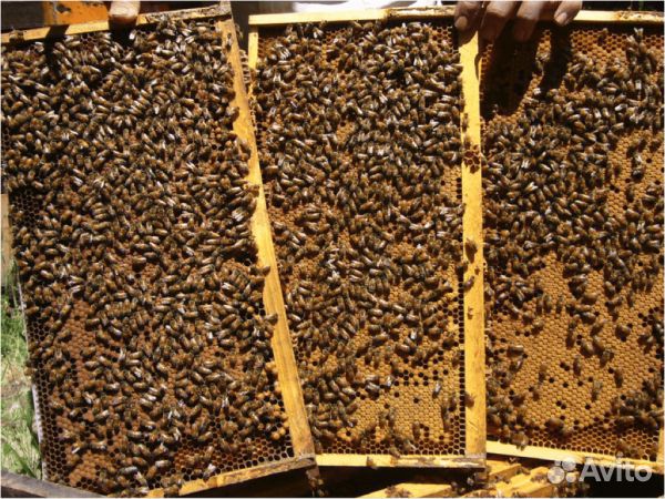 Пчелосемьи