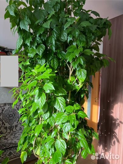 Китайская роза