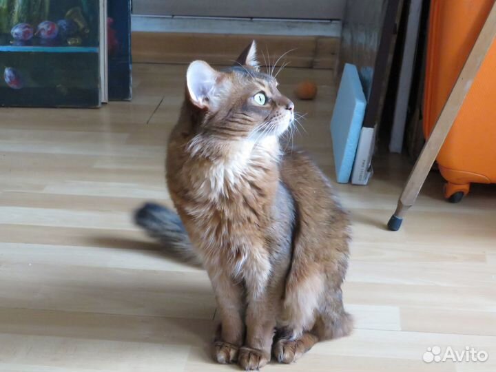 Взрослые кошки породы сомали