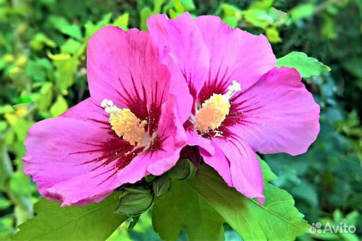 Гибискус сирийский