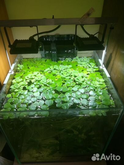 Аквариум кубик
