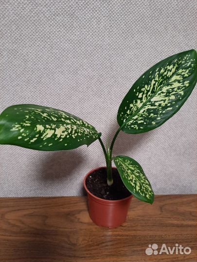 Диффенбахия