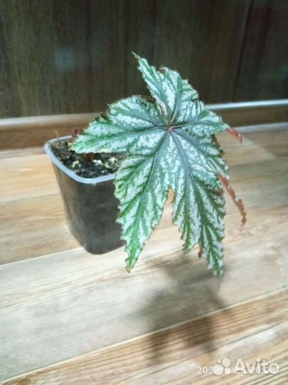 Бегония грифон