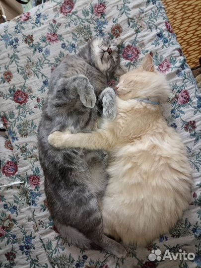 Отдаем в добрые руки кота