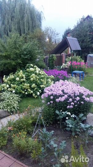 Сирень, климатис пионы ирисы хосты и другие цветы