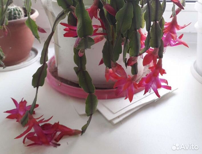 Декабрист. Доставлю