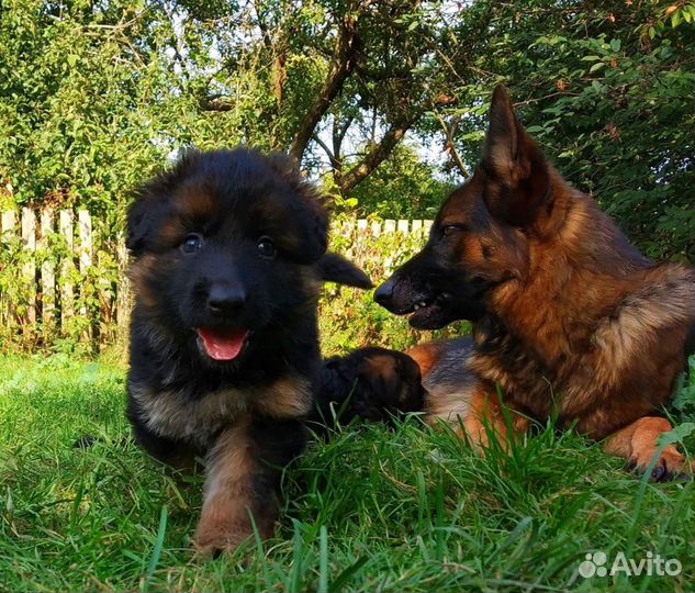 Щенки немецкой овчарки и др. породы