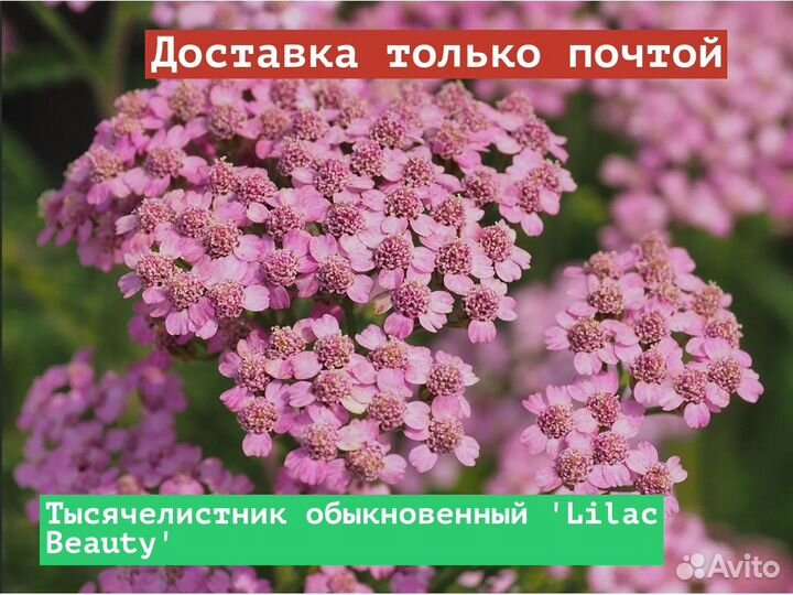 Тысячелистник обыкновенный Lilac Beauty