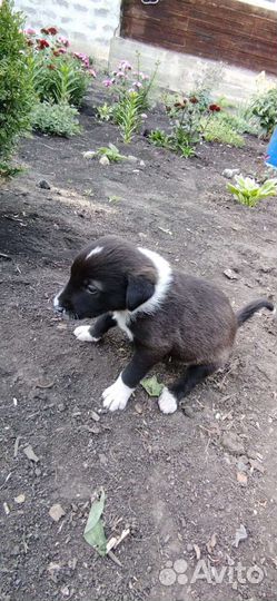 Щенки бесплатно