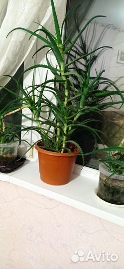 Алоэ Вера Столетник