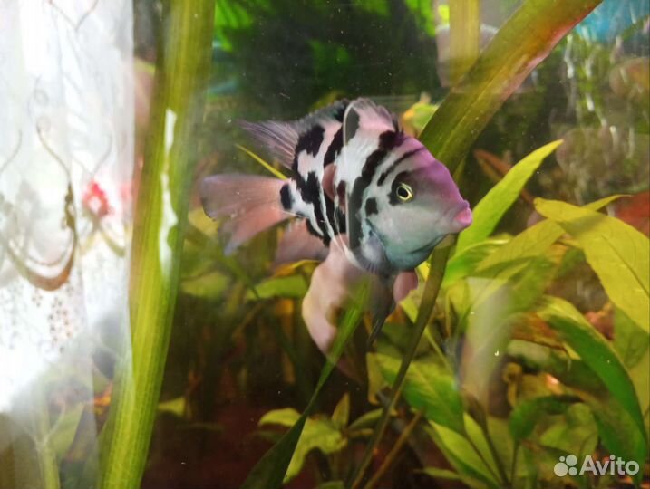 Рыбка сапфировый попугай