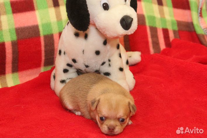 Гладкошерстные девочки И мальчики