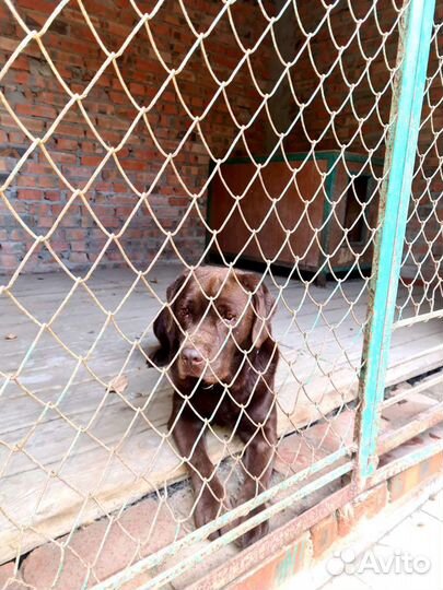 Гостиница для собак