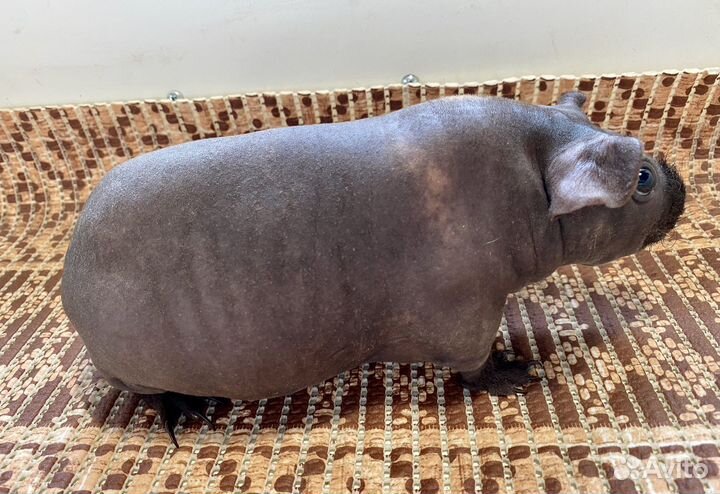 Морская свинка скинни взрослая