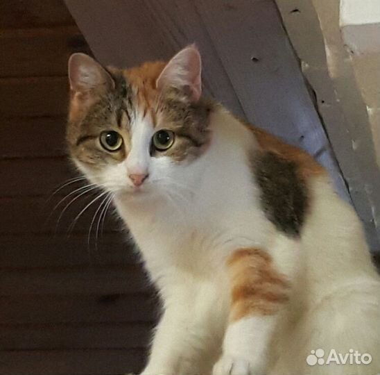 Кошечка в добрые руки