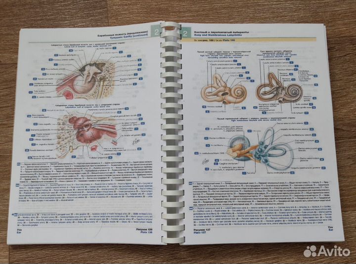 Атлас анатомии человека. Фрэнк Неттер. 7 издание