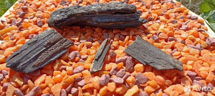 Окаменелости