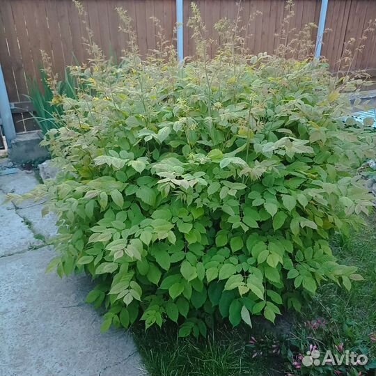 Волжанка обыкновенная