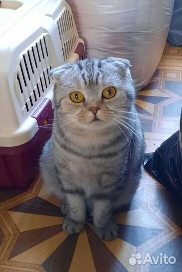 Шотландская вислоухая кошка