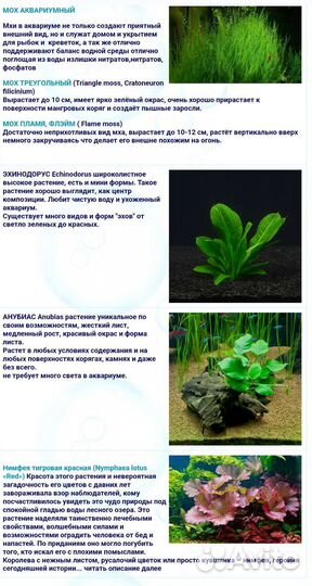 Аквариумные растения в ассортименте
