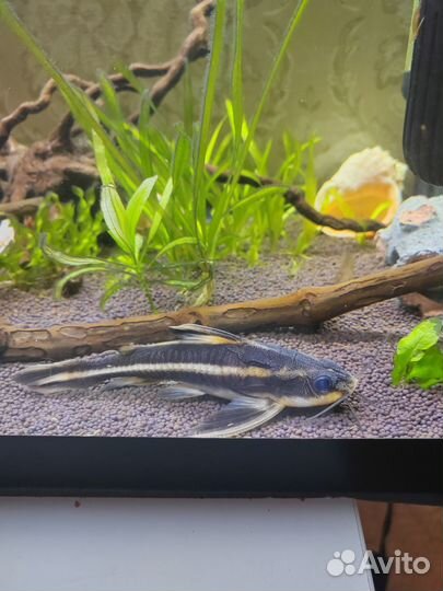 Сом платидорас