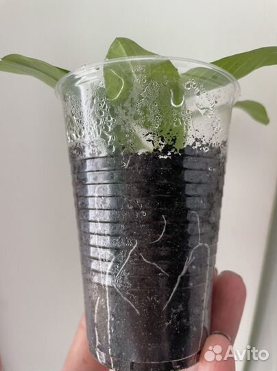 Катарантус