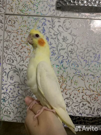 Ручная корелла