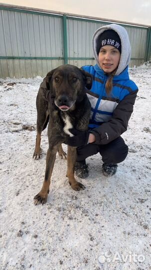 Самый добрый пес Дунай ищет дом