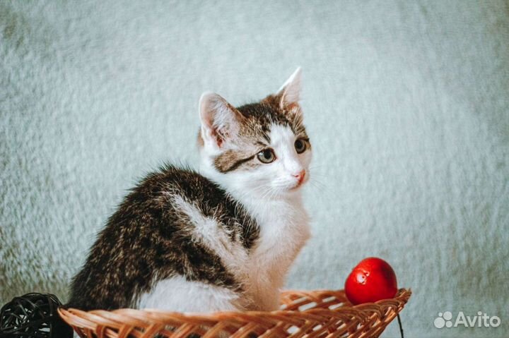 Котята трёхцветка от шотландки мамы