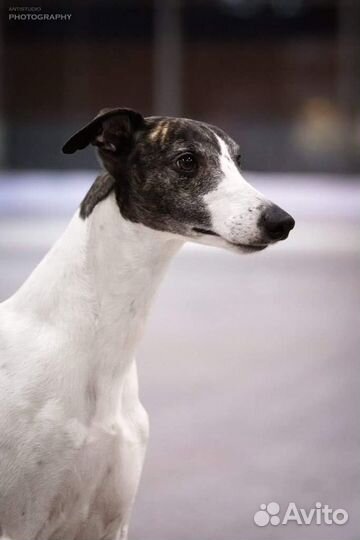 Уиппет импорт Румыния. Вязка