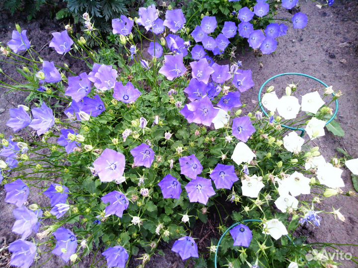 Цветы многолетние, растения