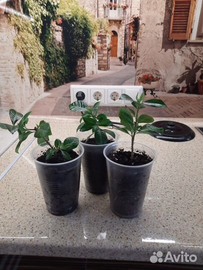 Гардения жасминовидная