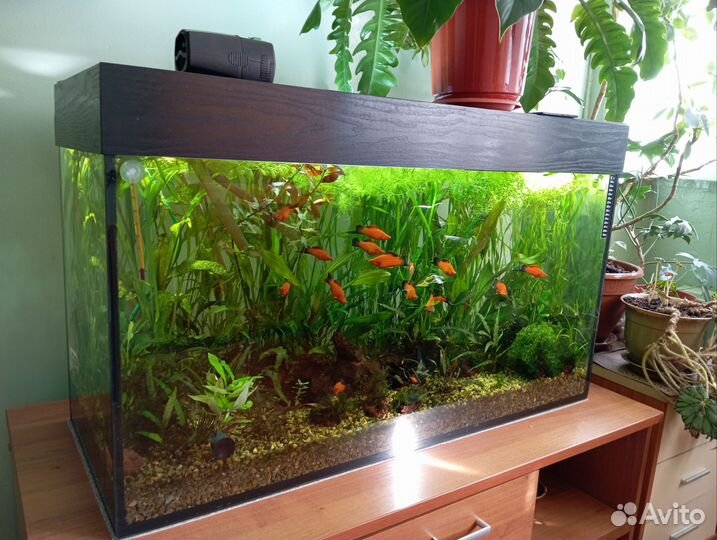 Аквариум