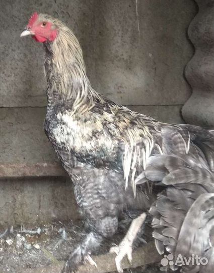 Петух брама