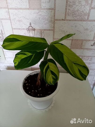 Ктенанта лубберса