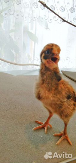 Цыплята домашние