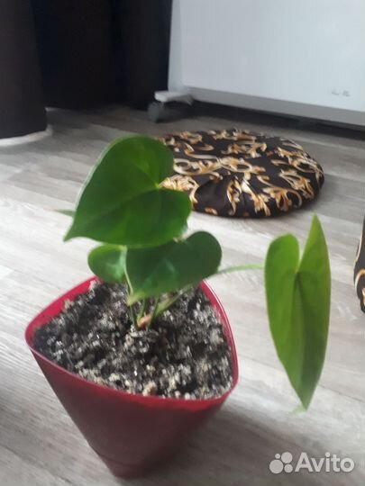 Комнатные растения цветы