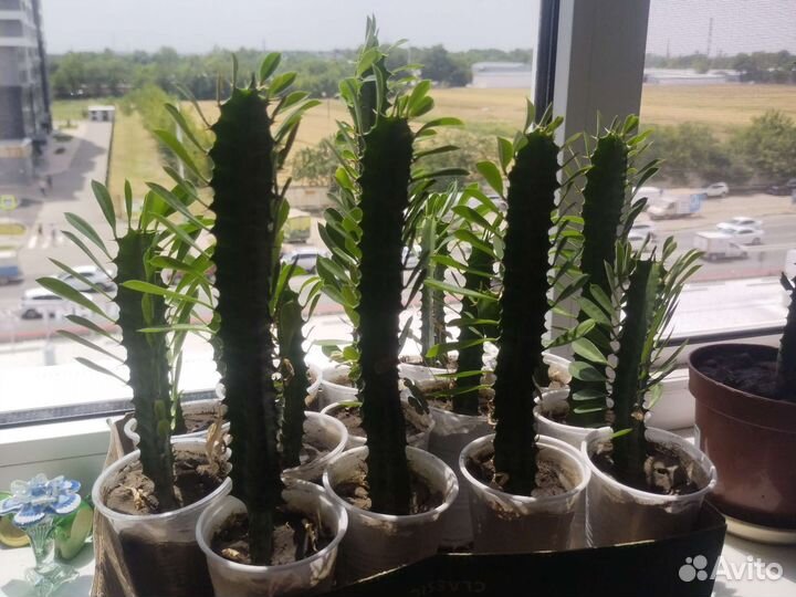 Кактус Молочай