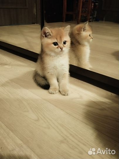 Котята золотая шиншилла