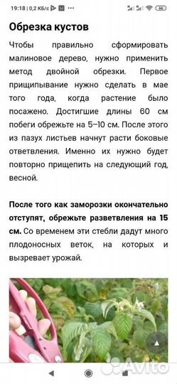 Малиновое дерево Таруса(саженцы)