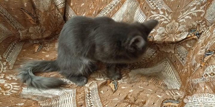 Котенок мальчик